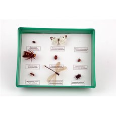 Коллекция энтомологическая "Представители отряда насекомых"
