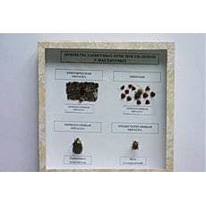 Коллекция энтомологическая "Приспособительные изменения в конечностях насекомых"