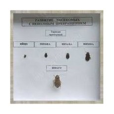 Коллекция энтомологическая "Развитие насекомых с неполным превращением"