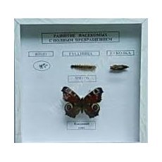 Коллекция энтомологическая "Развитие насекомых с полным превращением"