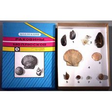 Коллекция "Многообразие раковин моллюсков"