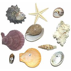 Коллекция "Морское дно"