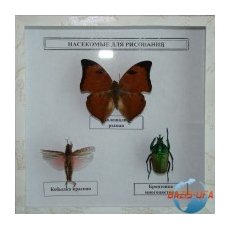 Коллекция "Насекомые для рисования"