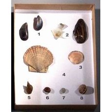 Коллекция "Раковины моллюсков"