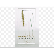 Коллекция "Развитие пшеницы"