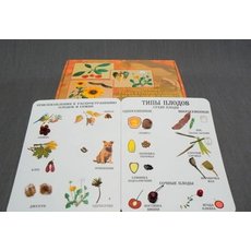 Коллекция "Семена и плоды"