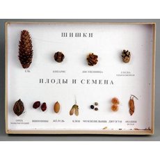 Коллекция "Шишки, плоды, семена деревьев и кустарников"