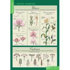 Комплект таблиц "Биология 6 кл. Растения,грибы,лишайники" (14 таблиц)