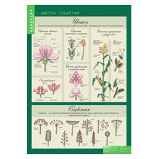 Комплект таблиц "Биология 6 класс Растения, грибы, лишайники" (14 шт.)