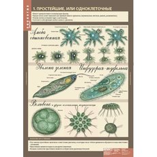 Комплект таблиц "Биология 7 класс Животные" (12 шт.)