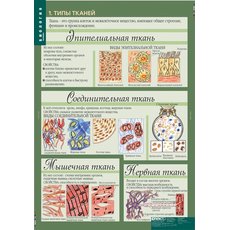 Комплект таблиц "Биология 8-9 класс Человек" (12 шт.)