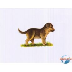 Комплект таблиц "Домашние животные" (15шт. 400х600)