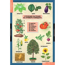 Комплект таблиц "Окружающий мир" 1кл. (14 таблиц)