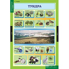 Комплект таблиц "Окружающий мир" 4 кл. (14 таблиц)