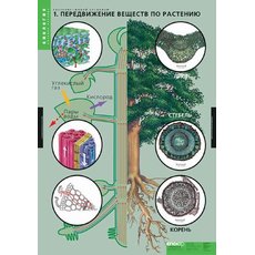 Комплект таблиц "Растения - живой организм" (4 шт.)