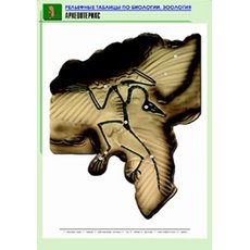 Комплект таблиц "Рельефные таблицы по зоологии"  9 таблиц