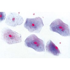 Микропрепараты «Нормальная гистология человека», базовый набор, на английском языке