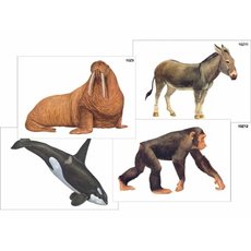 "Многообразие хордовых. Млекопитающие" (5 листов) комплект фолий