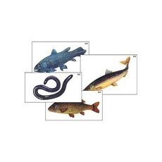"Многообразие хордовых. Рыбы, земноводные и пресмыкающиеся" (4 листа) комплект фолий