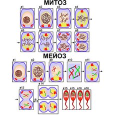Модель-аппликация "Деление клетки. Митоз и мейоз"