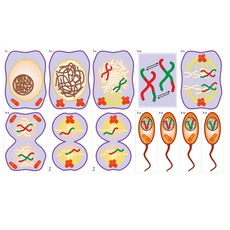 Модель-аппликация Деление клетки. Митоз и мейоз