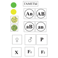 Модель-аппликация Дигибридное скрещивание  и  его цитологические основы