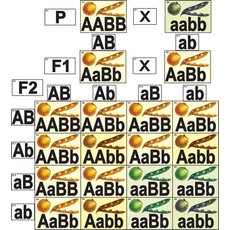 Модель-аппликация "Дигибридное скрещивание"