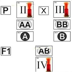 Модель-аппликация "Генетика групп крови"