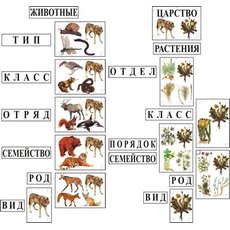 Модель-аппликация Классификация растений и животных