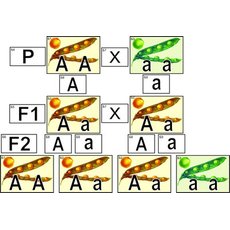 Модель-аппликация "Моногибридное скрещивание"