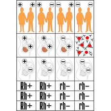 Модель-аппликация Наследование резус-фактора