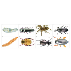 Модель-аппликация Основные направления эволюции