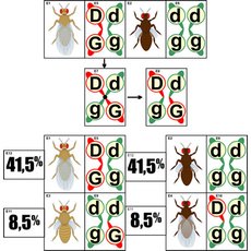 Модель-аппликация "Перекрест хромосом"