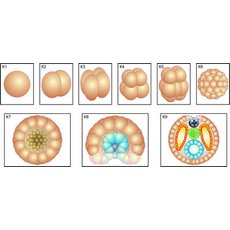 Модель-аппликация Размножение и развитие хордовых