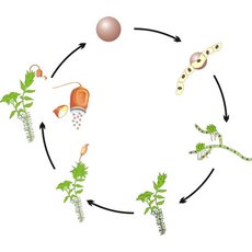 Модель-аппликация Размножение мха