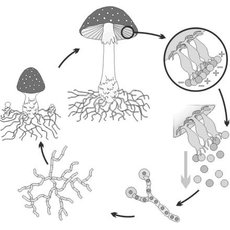 Модель-аппликация Размножение шляпочного гриба