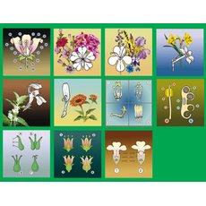 Модель-аппликация Строение цветка