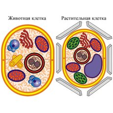 Модель-аппликация "Строение клетки"