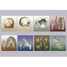 Модель-аппликация Типы соединения костей