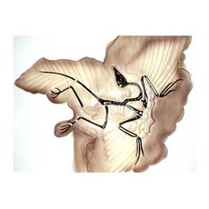 Модель барельефная "Археоптерикс"