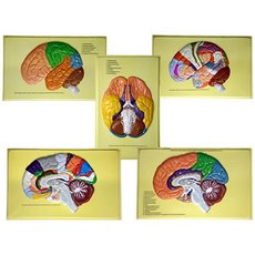 Модель барельефная "Доли, извилины, цитоархитектонические поля головного мозга" (5 планшетов)