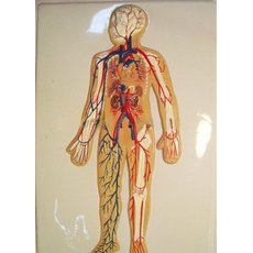 Модель барельефная "Кровеносная система человека"