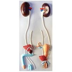 Модель барельефная "Мочевыделительная система"