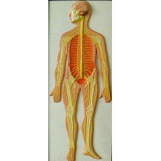 Модель барельефная "Нервная система человека"