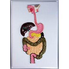 Модель барельефная "Пищеварительный тракт"