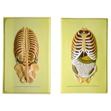 Модель барельефная "Расположение органов брюшной полости" (2 планшета)