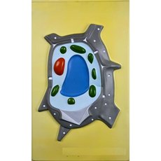 Модель барельефная "Растительная клетка"