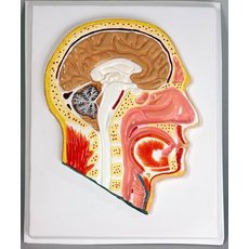 Модель барельефная "Сагиттальный разрез головы"