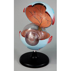 Модель барельефная "Строение глаза"