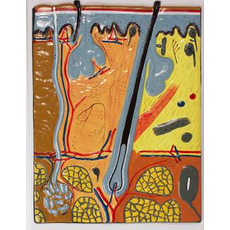 Модель барельефная "Строение кожи"